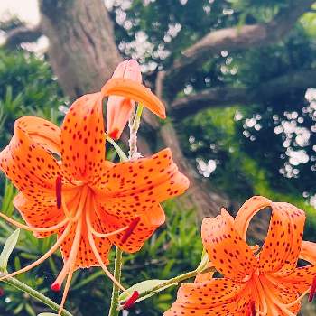 晴れの日の画像 by あーちゃんさん | 広い庭とおにゆりとオレンジ色の花と晴れの日と色鮮やかと夏の花ときれい♡