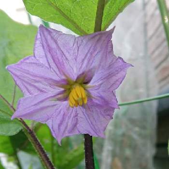 茄子の花 の投稿画像一覧 Greensnap グリーンスナップ