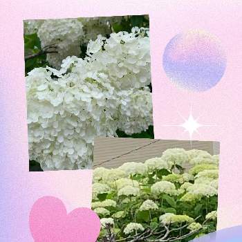 紫陽花 白紫陽花の投稿画像一覧 Greensnap グリーンスナップ