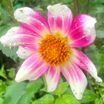 優雅の画像 by 花土葉さん | 小さな庭とピンクとピンクの花とダリア☆と優雅