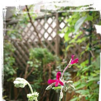 ペラルゴニウム・シドイデスの画像 by クッキーMさん | 小さな庭とペラルゴニウム・シドイデスとちっちゃいものクラブと有り難う❗のお花
