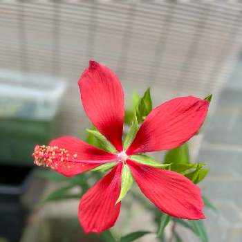 真っ赤な花の画像 by 山ちゃんさん | バルコニー/ベランダとモミジアオイと花のある暮らしと真っ赤な花とモミジアオイ(紅蜀葵)とiPhone13で撮影