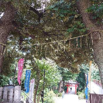 境内の画像 by mamiさん | お出かけ先と熊野神社と花壇と緑がいっぱいと境内と神社境内と花いろいろと可愛いと植え込みと自由が丘