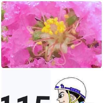 コラボシリーズの画像 by Yoshioさん | サルスベリとピンクワールドへようこそとふわふわとピンクの花と言葉遊びとピンクLOVEとピンク❤︎ピンクとピンク愛好会とピンク大好きとコラボシリーズと蕾応援団と乙女色クラブとかわいいと毎日がピンクの日