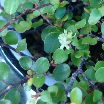 ワイヤープランツの花 の投稿画像一覧 Greensnap グリーンスナップ