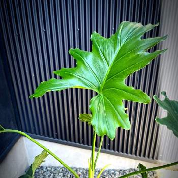 国華園の投稿画像一覧 Greensnap グリーンスナップ