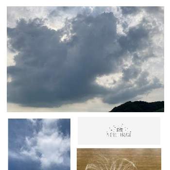 可愛い⭐︎の画像 by くう～⭐️さん | ブルースターの種と可愛い⭐︎と癒しと雲仲間とGSに感謝と空が大好き