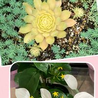 コンロンカ,コンロンカ(崑崙花）,センペルビウム　ゴールドナゲット,多肉植物のある暮らし,センペルビウム♡の画像