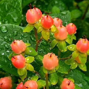可愛いねの画像 by たんぽぽおばちゃんさん | 小さな庭と平和な世の中を願うと癒し効果と笑顔いただきと可愛いねと北海道と恵みの雨と幸せ気分