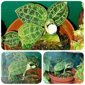 ジュエルオーキッド マコデスペトラ,多肉植物,多肉初心者,ジュエルオーキッド,新入りさんの画像