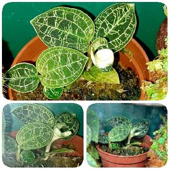 ホワイトゴースト,エケベリア属,多肉中毒,コカコーラ,沖縄の画像