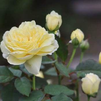 黄色のバラの画像 by akikoroseさん | バラ　れもんとバラ れもんとマイガーデンとバラ大好きと黄色のバラと毎日ローズショー