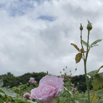 Hybrid Teaの画像 by keychanさん | Hybrid Teaと強香と千葉県と京成バラ園と薔薇♪と2022年7月17日撮影