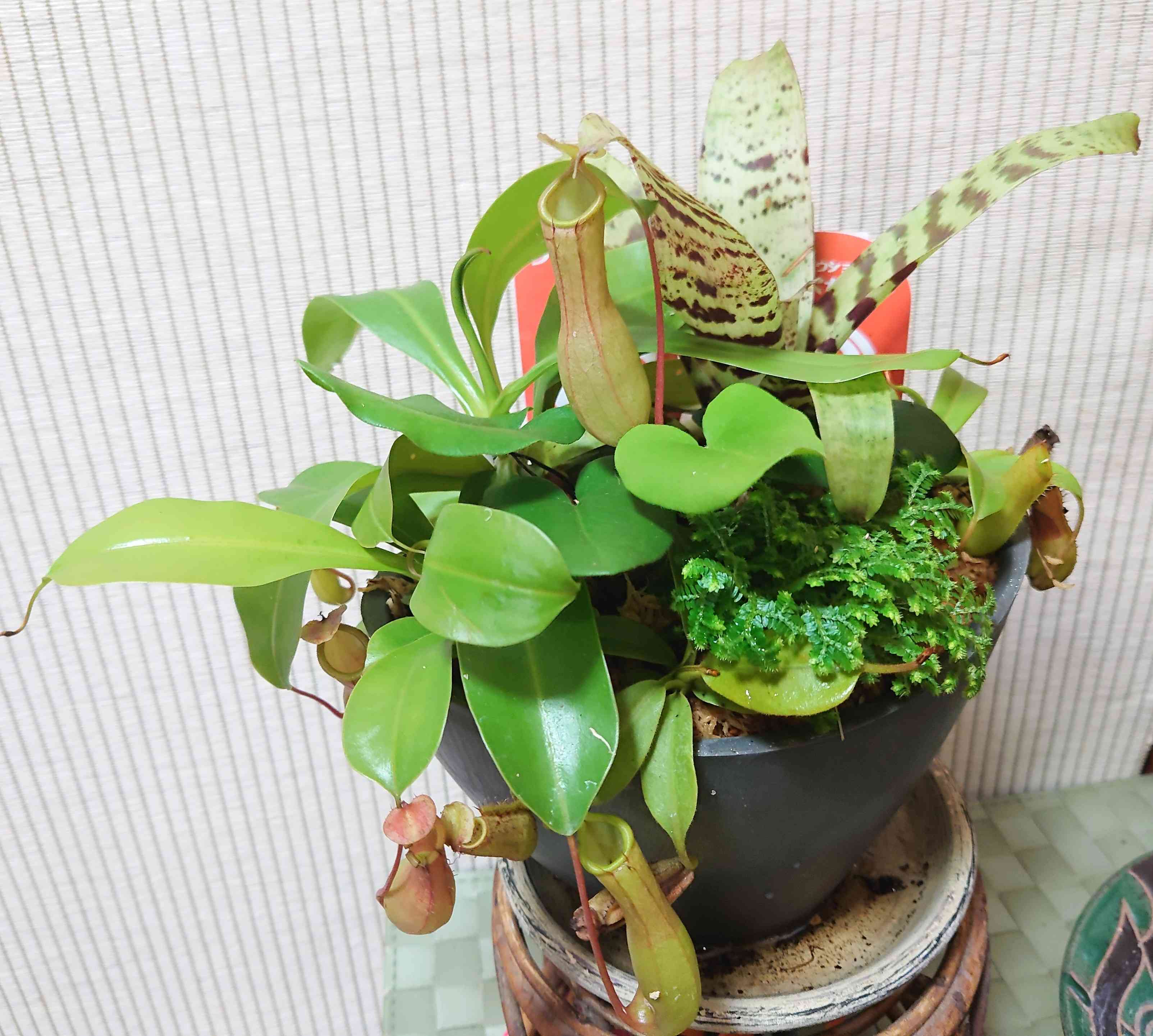 セラギネラ マルテンシイの一覧｜🍀GreenSnap（グリーンスナップ）