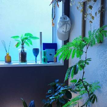 フィカスバーガンディの画像 by くりさん | インテリアとエバーフレッシュとフィカスバーガンディとコーヒーの木