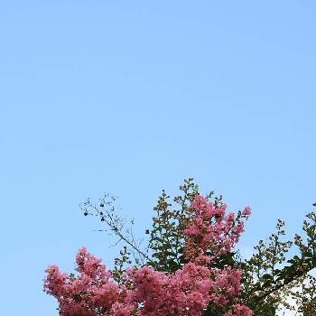 園路脇♡の画像 by まっさんno.1さん | お出かけ先と綺麗〜❤️とGS映えとサルスベリ♡と園路脇♡とイキイキ✨と咲き誇るとウォーキングと馬見丘陵公園と青空に映えてと植え込みとピンクの花♡