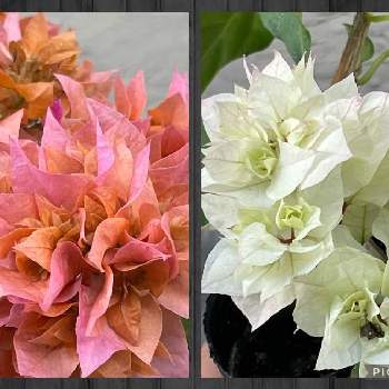 八重の花の画像 by しまエナガさん | 小さな庭とブーゲンビリアと今日のお花と八重の花