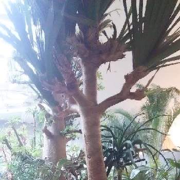 バオバブ,タコの木,お出かけ先の画像