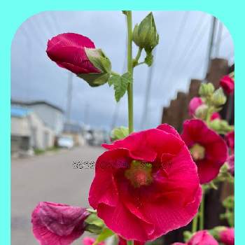 明るいお花の画像 by クルリンさん | フェンスとタチアオイと可愛い花とチーム魔女っ子と元気に育て！と明るいお花と北海道