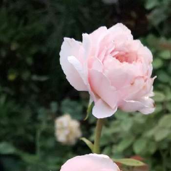 オリビアローズオースチンの画像 by モコモコさん | 小さな庭とばら バラ 薔薇とオリビアローズオースチンと可愛い❤とバラのある暮らしとおうち園芸と素敵な色❤