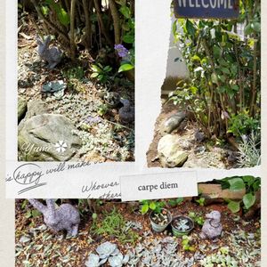 花梨,多肉植物の地植え,かわいい,エケベリア属,マイガーデンの画像