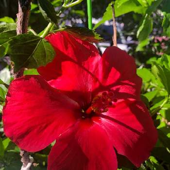 休日の楽しみの画像 by BLUE TREEさん | 小さな庭とハイビスカスと休日の楽しみと夏の花と赤い花と花のある暮らしと赤いハイビスカス