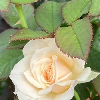 薔薇エーデルワイスの投稿画像一覧 Greensnap グリーンスナップ 薔薇エーデルワイスの投稿画像一覧 Greensnap グリーンスナップ