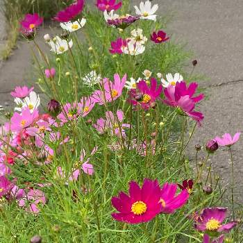 身近な自然の画像 by ももさん | お出かけ先とコスモスとピンクの花と小花が可愛いとコロナに負けるな！と身近な自然とピンクワールドへ ようこそと皆さん、ご自愛下さいと花のある暮らしと北海道といつもの散歩道