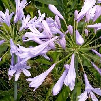 道端の花の投稿画像一覧 Greensnap グリーンスナップ 道端の花の投稿画像一覧 Greensnap グリーンスナップ