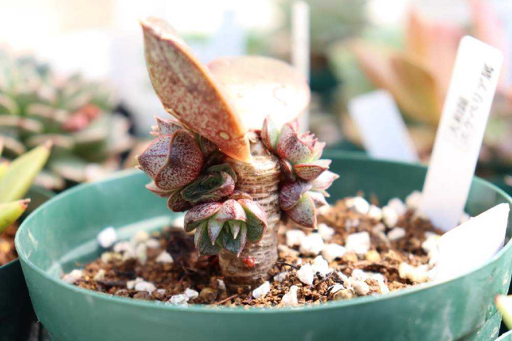 大和錦カット後の経過｜🍀GreenSnap（グリーンスナップ）