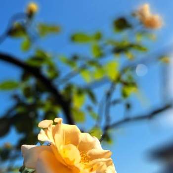 鉢薔薇の画像 by *mi*さん | 小さな庭とつるバラと鉢薔薇とバラ・つるジュリアとばら バラ 薔薇