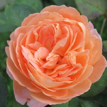 香りのバラの画像 by hinataさん | 小さな庭とバラ　コンフィチュールと日向と鉢植えと河本ローズとバラ・ミニバラと香りのバラ