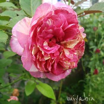 miyabin's rose 2022の画像 by miyabinさん | miyabin's rose 2022とエドゥアール･マネ薔薇と雪国とばら バラ 薔薇とバラはいいなぁとネコ好きとGS映えと植中毒とmiyabin's garden 2022と花のある暮らしとバラ・ミニバラ