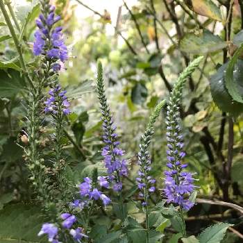 ベロニカロンギフォリアの投稿画像一覧 Greensnap グリーンスナップ