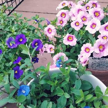 遊び心の画像 by とこちゃんさん | 小さな庭とアメリカンブルーとカリブラコアと遊び心とピンクの花と大好きな色と癒しとGS映えと青い花ときれいとおうち園芸と花いろいろと可愛いと花のある暮らしと感激