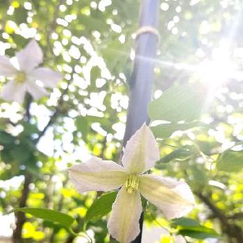 小庭の画像 by tommyさん | 小さな庭とクレマチス ホワイトプリンスチャールズと狭い庭とクレマチス♬とおうち園芸と白い花と耐寒性と小庭