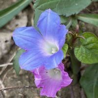 アサガオ,アメリカアサガオ,花壇,ガーデニング,山野草の画像