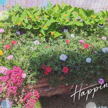 休日を楽しむ♪の画像 by rose(◕ᴗ◕✿)さん | 小さな庭とメランポジュームとこぼれタネからと花壇と休日を楽しむ♪とDIYとガーデニングと夏！