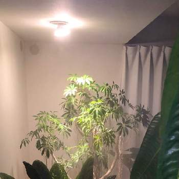 シェフレラ属の画像 by GURIさん | 部屋とシェフレラと観葉植物とジャングル化計画と植中毒とシェフレラ属