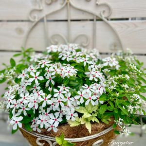 ユーフォルビア,ガーデニング,白い花,花のある暮らし, 日々草の画像