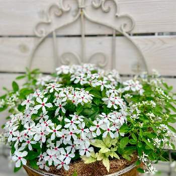 初心者,ガーデンフェンス,庭なし戸建,庭なしコンクリート,ぽんと置くだけフェンスの画像