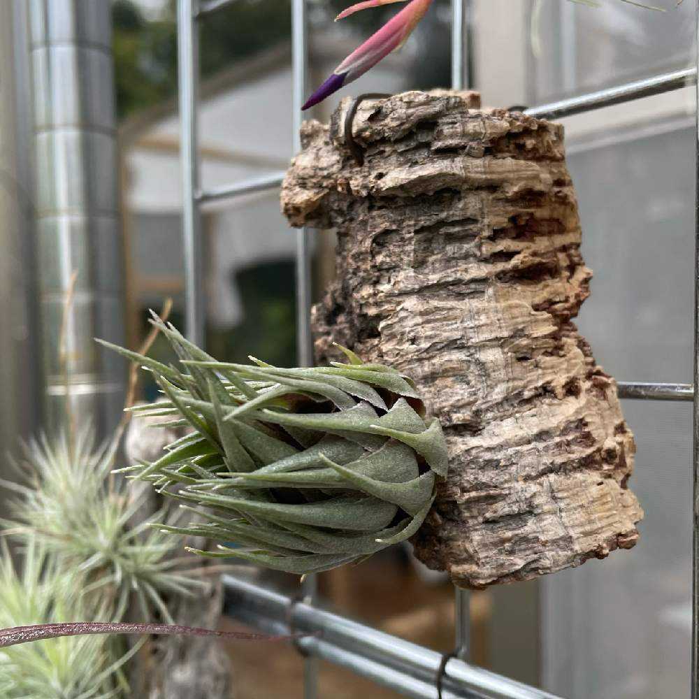 カウツキーの成長記録｜🍀GreenSnap（グリーンスナップ）