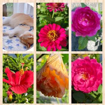 花が好きです♡♡♡の画像 by 花が好きさん | 小さな庭とタイタンピカスとハイビスカスとバラ　リヴレスとレイニーブルーとソラ太くんとジニアとハイビスカスといつも笑顔で〜〜♡とキュンキュン乙女倶楽部とウクライナに平和をとみんなが幸せに〜〜♡と薔薇愛同盟とありがとう♡とGSミニモニと夏の花とバラと夢CLUBと小さな庭♡ととても癒される♡と今日を大切に♡とガーデニングと花のある暮らしと花が好きです♡♡♡と花の16年組♡とみんなが健康に〜〜♡と癒しの時間♡