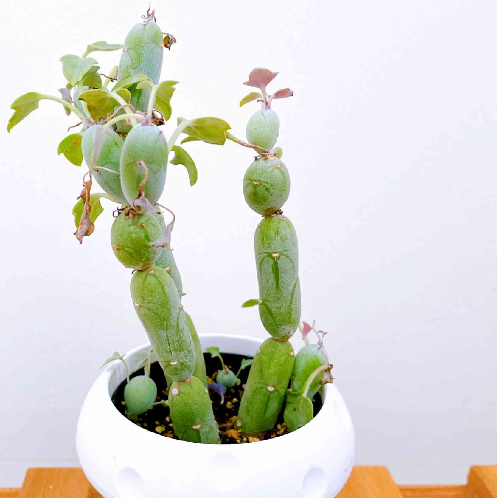 七宝樹を挿し芽で復活させたい!!｜🍀GreenSnap（グリーンスナップ）