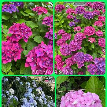 明るいお花の画像 by クルリンさん | 小さな庭とチーム魔女っ子と大好きなお花と元気に育て！と明るいお花と北海道