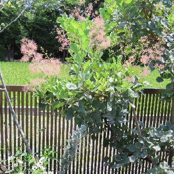 コチア ダイアモンドダストの一覧 Greensnap グリーンスナップ