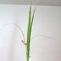 三時草,ヒメツルソバ,野の花を飾る,はなのある暮らし,sasukemama倶楽部の画像