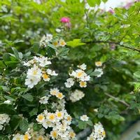 ブラッシュランブラー,ミニ薔薇♡,ノイバラ,北海道の庭,白い花の画像
