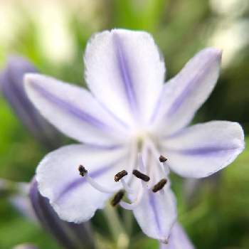 アガパンサスの花の画像 by 智花さん | 小さな庭とアガパンサスとアガパンサスの花と小庭のある暮らしとアガパンサス❇︎と庭のある暮らしと花のある暮らし