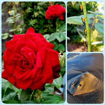 鉢植えのバラの画像 by ハリネズミさん | 小さな庭と強いバラと晴れ☀と元気な花と鉢植えのバラとバラを楽しむ